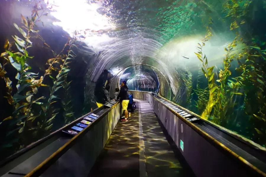 一个家庭在海湾水族馆的隧道里观察海洋生物。